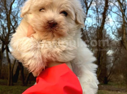 Xsmall Maltipoo Bebeğim