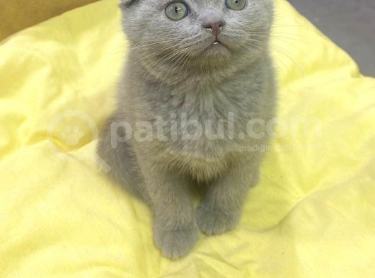 Show Kalitede Scotish Fold Yavrularımız görsel