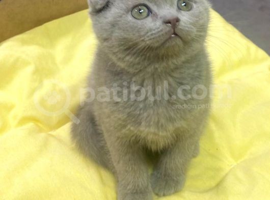 Show Kalitede Scotish Fold Yavrularımız görsel
