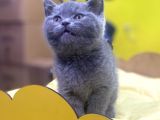 Show Kalitede British Shorthair Yavrularımız