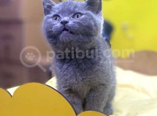 Show Kalitede British Shorthair Yavrularımız görsel