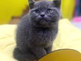 Show Kalitede British Shorthair Yavrularımız