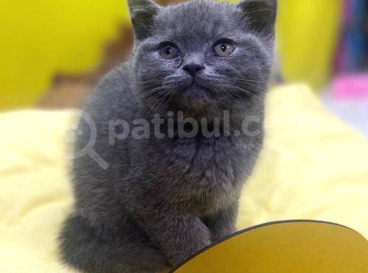 Show Kalitede British Shorthair Yavrularımız görsel