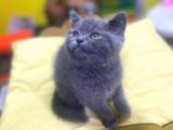 Show Kalitede British Shorthair Yavrularımız