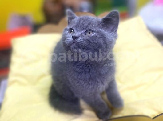 Show Kalitede British Shorthair Yavrularımız görsel