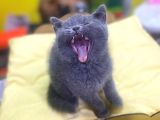 Show Kalitede British Shorthair Yavrularımız