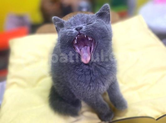 Show Kalitede British Shorthair Yavrularımız görsel