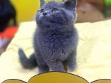Show Kalitede British Shorthair Yavrularımız