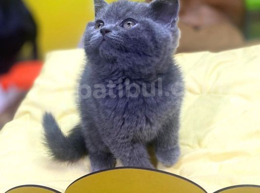 Show Kalitede British Shorthair Yavrularımız görsel