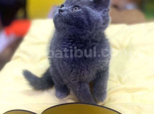 Show Kalitede British Shorthair Yavrularımız