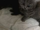 Çok Tatlı British Longhair