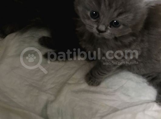 Çok Tatlı British Longhair görsel