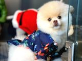 Irk ve Sağlık Garantili Pomeranian Boo Yavrularımız