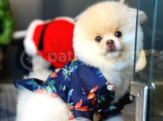 Irk Ve Sağlık Garantili Pomeranian Boo Yavrularımız