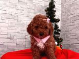 Red Brown Toy Poodle Yavrular