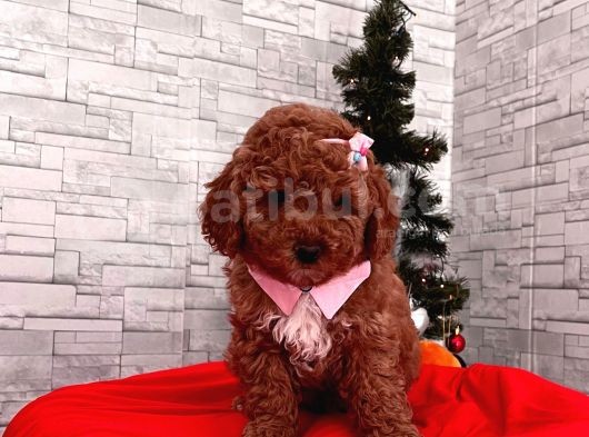 Red Brown Toy Poodle Yavrular