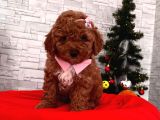Red Brown Toy Poodle Yavrular
