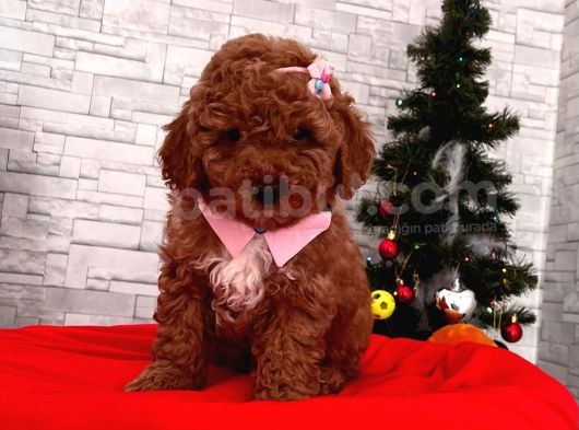 Red Brown Toy Poodle Yavrular görsel
