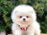 Ayı Surat Sevimli Boo Pomeranian Yavrular