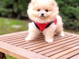 Teddy Face Pomeranian Boo Dişi Yavrularımız