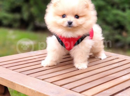 Teddy Face Pomeranian Boo Dişi Yavrularımız görsel