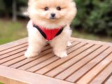 Teddy Face Pomeranian Boo Dişi Yavrularımız