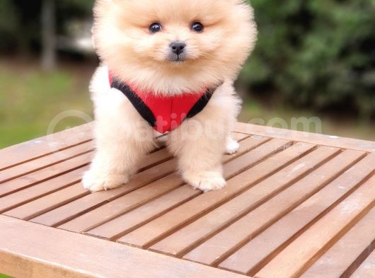 Teddy Face Pomeranian Boo Dişi Yavrularımız görsel