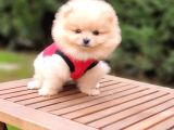 Teddy Face Pomeranian Boo Dişi Yavrularımız