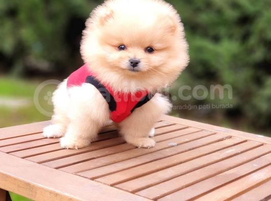 Teddy Face Pomeranian Boo Dişi Yavrularımız görsel