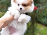 Pomeranian Boo Teddy Bear Yavrular