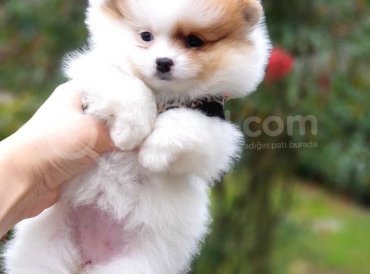 Pomeranian Boo Teddy Bear Yavrular görsel