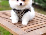 Pomeranian Boo Teddy Bear Yavrular