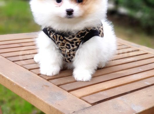 Pomeranian Boo Teddy Bear Yavrular