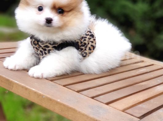 Pomeranian Boo Teddy Bear Yavrular görsel
