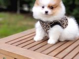 Pomeranian Boo Teddy Bear Yavrular
