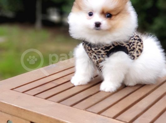 Pomeranian Boo Teddy Bear Yavrular görsel