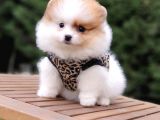 Pomeranian Boo Teddy Bear Yavrular