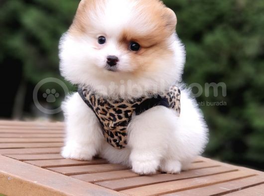 Pomeranian Boo Teddy Bear Yavrular görsel