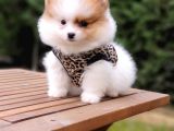 Pomeranian Boo Teddy Bear Yavrular