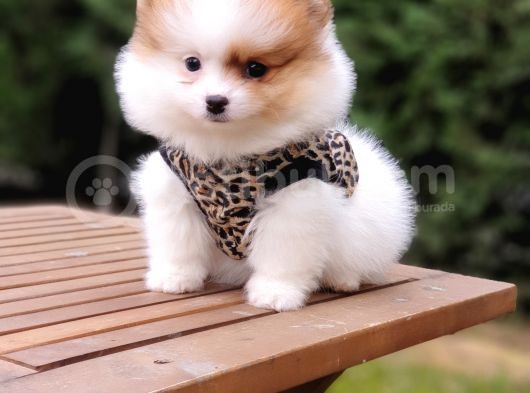 Pomeranian Boo Teddy Bear Yavrular görsel