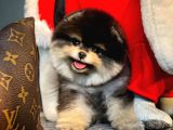 AA Kalite Safkan  Pomeranian Oğlumuz