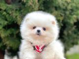 Ayı Surat Sevimli Boo Pomeranian Yavrular