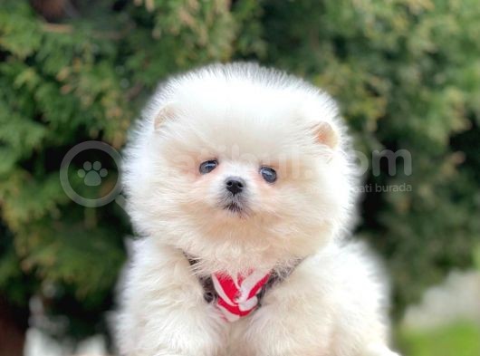 Ayı Surat Sevimli Boo Pomeranian Yavrular