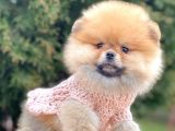 Safkan Pomeranian Boo Yavrularımız