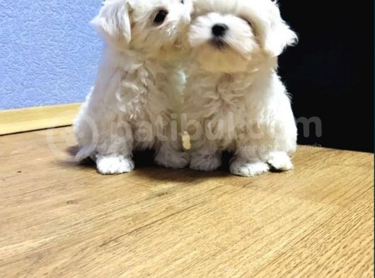 Maltese Mini Boy Yavrular görsel
