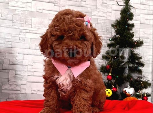 Red Brown Toy Poodle Yavrular görsel