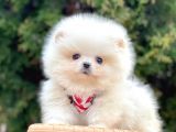 Ayı Surat Sevimli Boo Pomeranian Yavrular