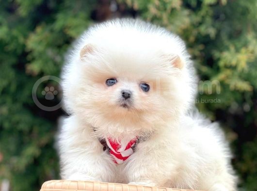 Ayı Surat Sevimli Boo Pomeranian Yavrular görsel