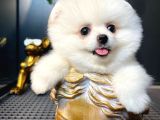 Ayı Surat Pomeranian Boo Yavrularımız