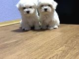 Maltese Mini Boy Yavrular